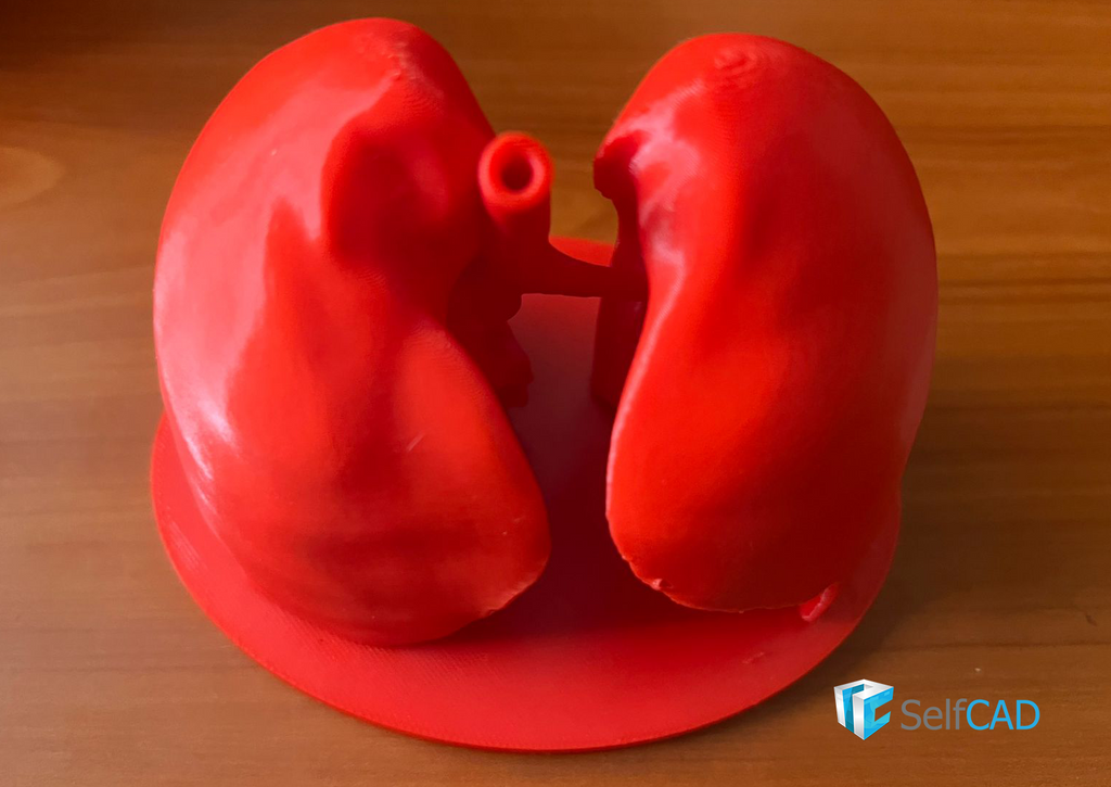 Lung 3D model