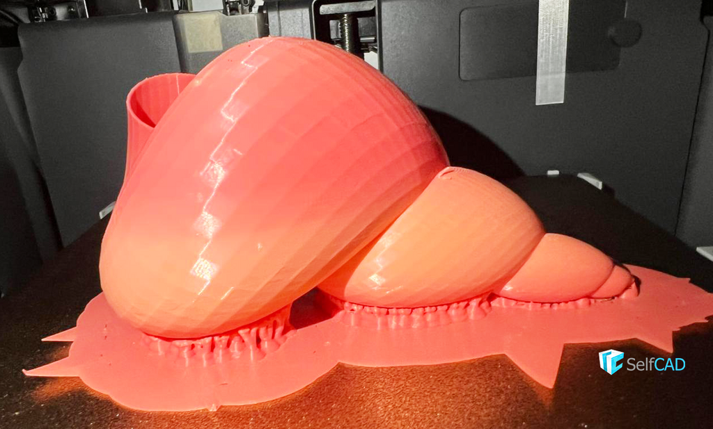 Spiral Sea Shell
