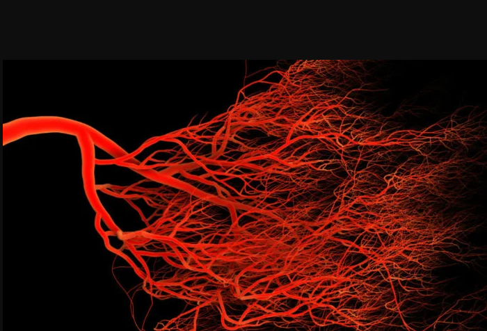 A striking 3D rendering showing an intricate, branching network of red human blood vessels and capillaries.