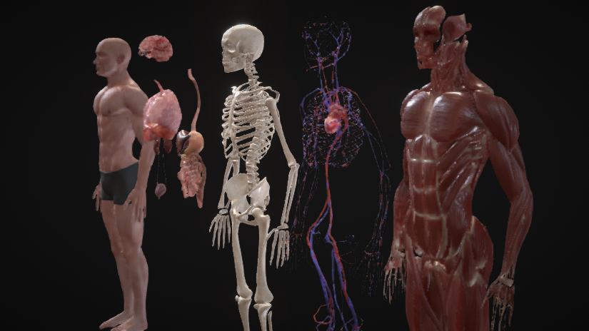 A detailed 3D digital rendering showing the human skeleton, muscular system, vascular system, and internal organs.